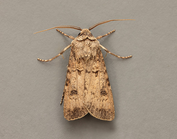 73.319 BF2087 Turnip Moth Agrotis segetum