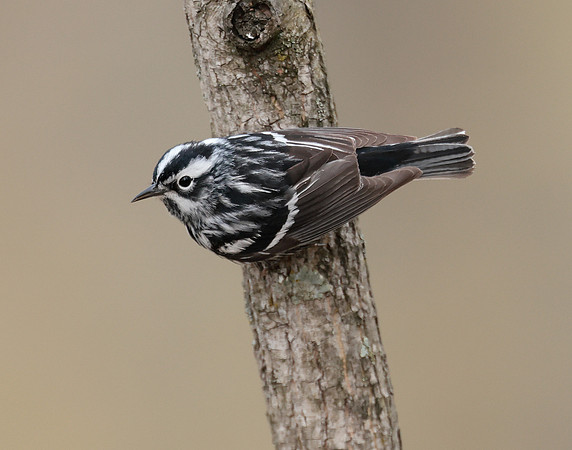 Black & White Warbler Mniotilta varia