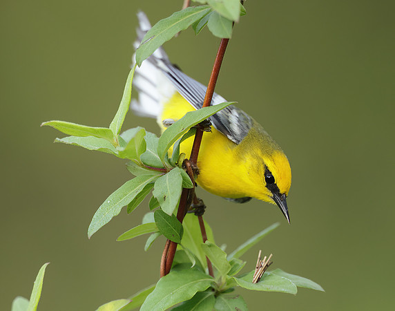 Blue-winged Warbler Vermivora cyanoptera