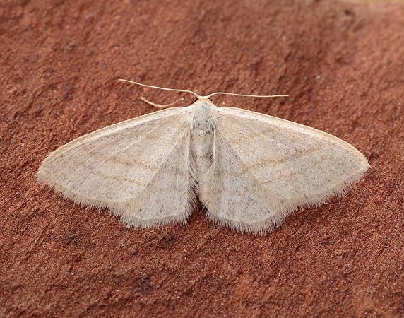 70.009 BF1709 Satin Wave Idaea subsericeata