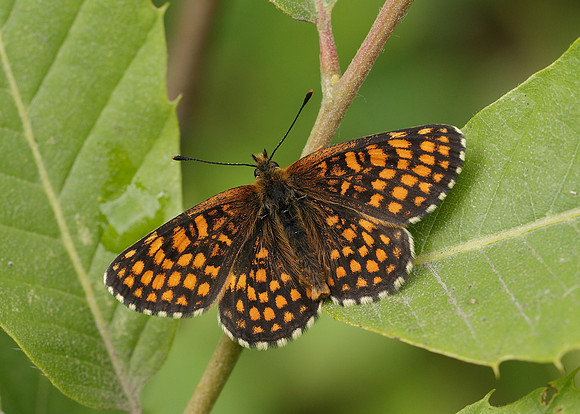 Heath Fritillary Melitaea athalia