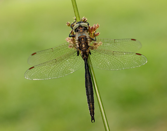 Northern Emerald Somatochlora arctica