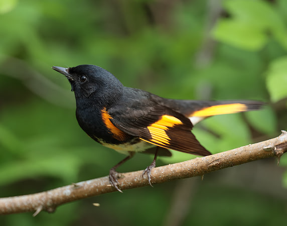 American Redstart Setophaga ruticilla