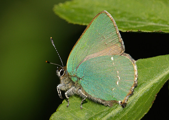 Green Hairstreak Callophrys rubi