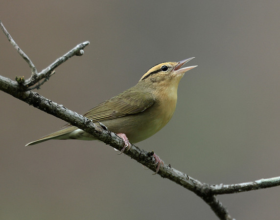Worm-eating Warbler Helmitheros vermivorum