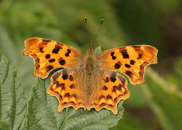 Comma Polygonia c-album