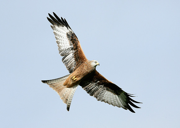 Red Kite Milvus milvus