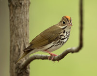 Ovenbird Seiurus aurocapilla