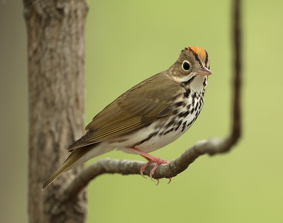 Ovenbird Seiurus aurocapilla