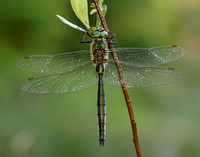 Brilliant Emerald Somatochlora metallica