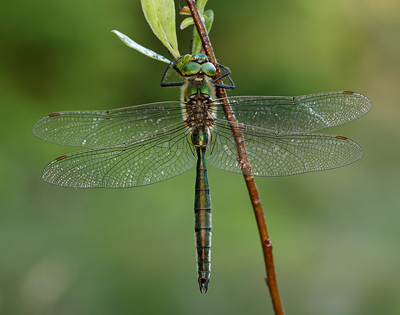 Brilliant Emerald Somatochlora metallica