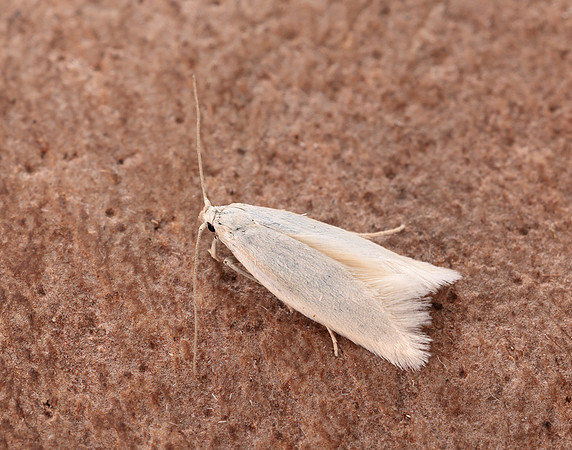 38.004 BF610 Elachista argentella