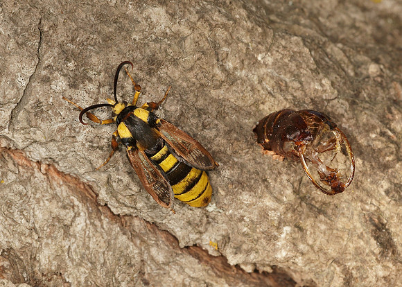 52.002 BF0370 Hornet Moth Sesia apiformis