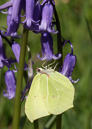 Brimstone Gonepteryx rhamni