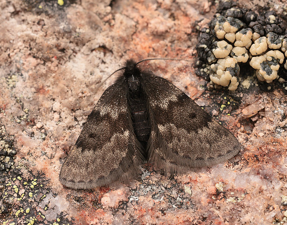 70.289 BF1965 Black Mountain Moth Glacies coracina