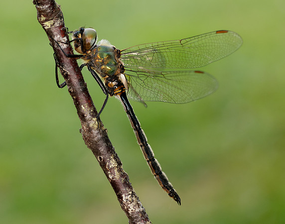 Northern Emerald Somatochlora arctica