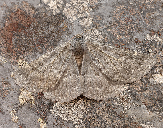 70.285 BF1963 Scotch Annulet Gnophos obfuscata