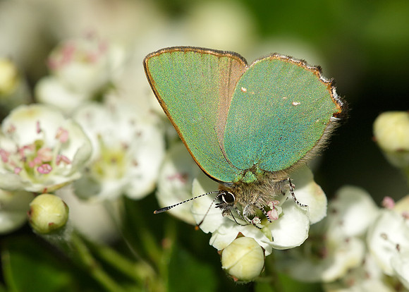 Green Hairstreak Callophrys rubi