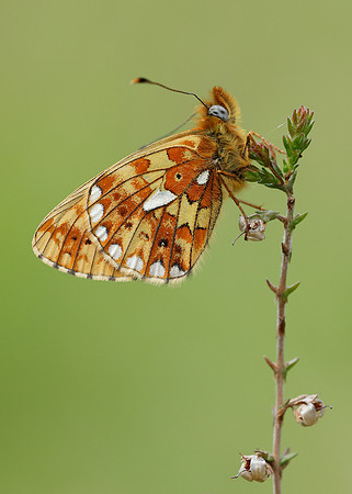 Pearl-Bordered Fritillary Boloria euphrosyne