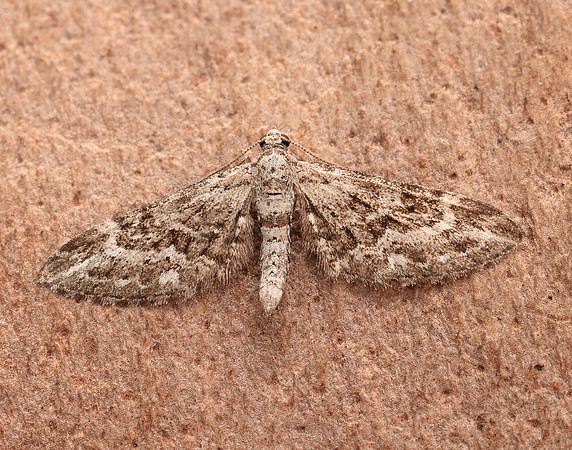 70.168 BF1846 Narrow-winged Pug Eupithecia nanata
