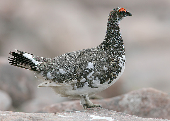 Ptarmigan Lagopus mutus