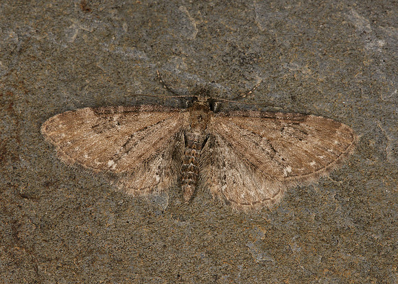 70.183 BF1834 Common Pug Eupithecia vulgata vulgata