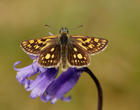 Chequered Skipper Carterocephalus palaemon