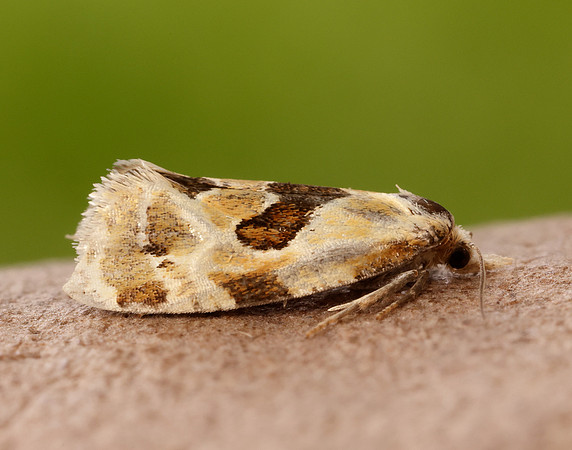 49.128 BF946 Aethes rubigana