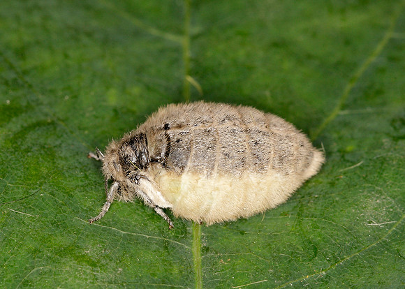 72.017 BF2026 Vapourer Orgyia recens