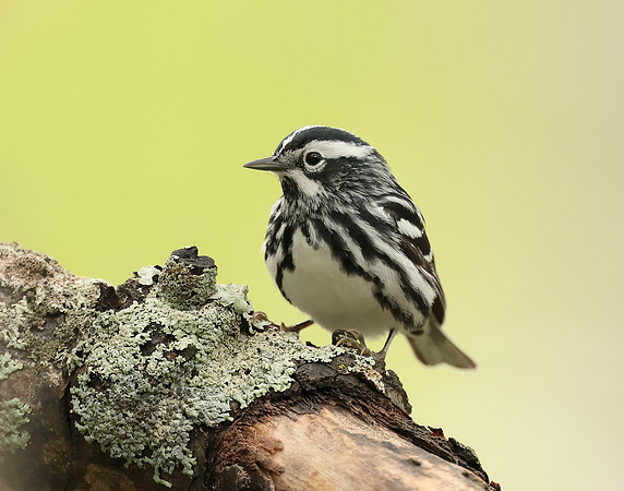 Black & White Warbler Mniotilta varia