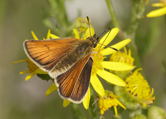 Essex Skipper Thymelicus lineola