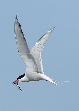 Arctic Tern Sterna paradisaea