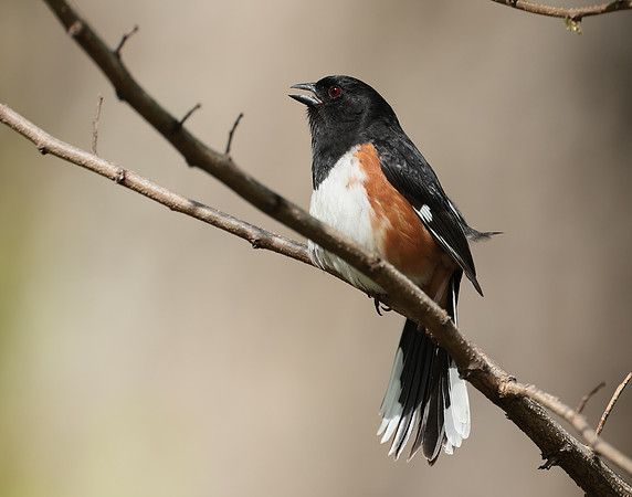 Eastern Towhee Pipilo erythrophthalmus