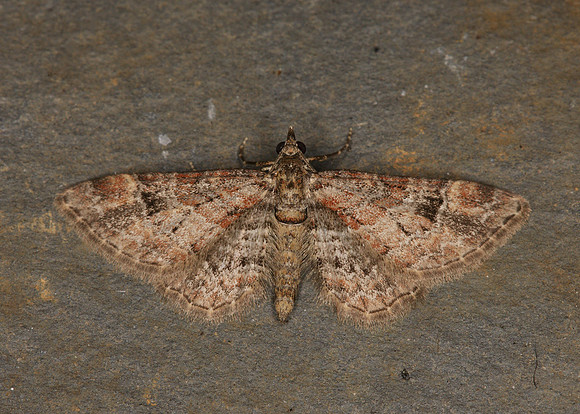 70.141 BF1862 Double-striped Pug Gymnoscelis rufifasciata
