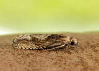 49.266 BF1200 Eucosma hohenwartiana