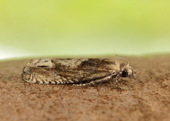 49.266 BF1200 Eucosma hohenwartiana