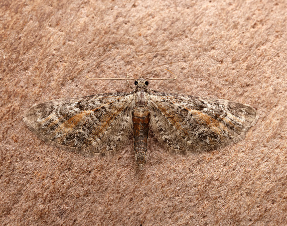 70.187 BF1838 Tawny Speckled Pug Eupithecia icterata