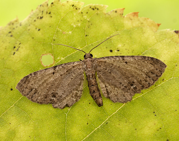 70.129 BF1863 Dentated Pug Anticollix sparsata
