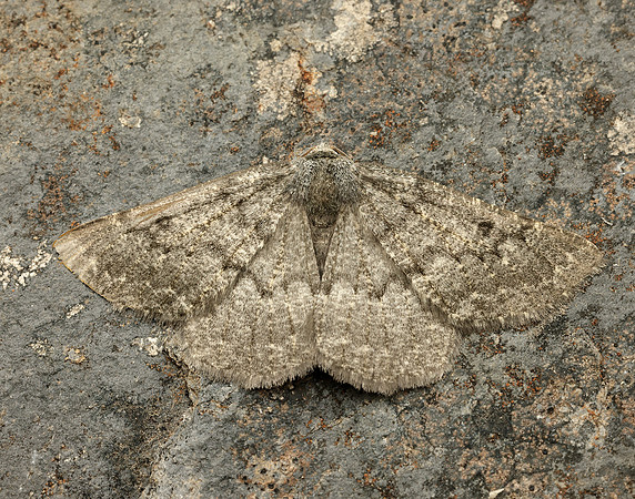 70.285 BF1963 Scotch Annulet Gnophos obfuscata