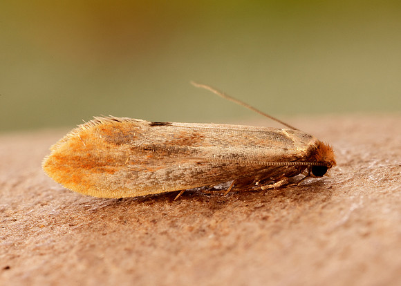 12.032 BF246 Tinea semifulvella