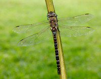 Migarnt Hawker Aeshna mixta