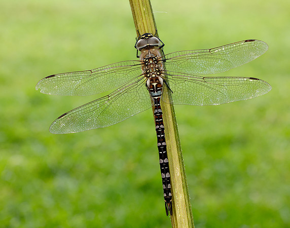 Migarnt Hawker Aeshna mixta