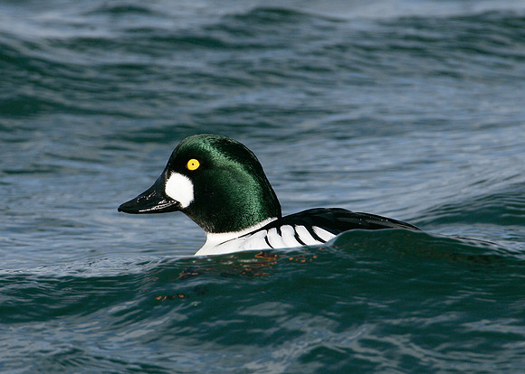 Goldeneye Bucephala clangula