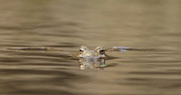 Common Toad Bufo bufo