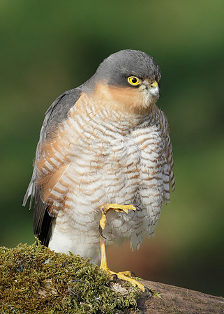 Sparrowhawk Accipiter nisus