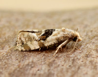 49.101 BF926 Phalonidia manniana