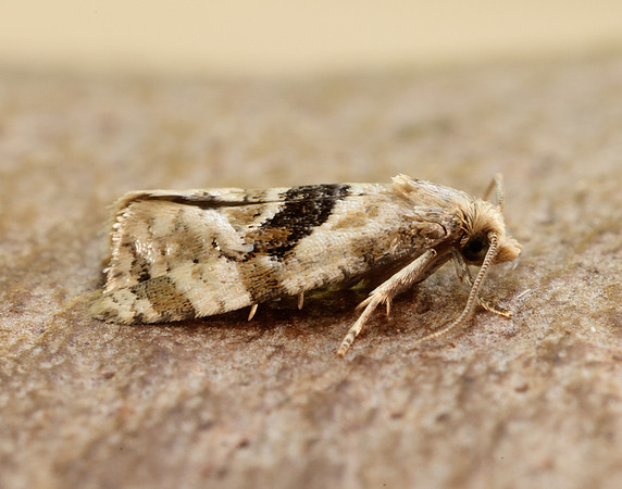 49.101 BF926 Phalonidia manniana