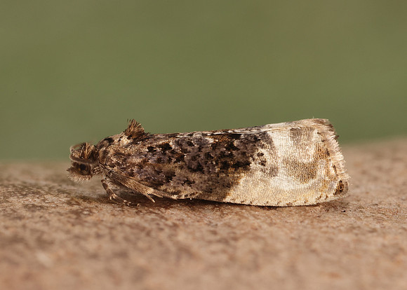 49.156 BF1083 Marbled Orchard Tortrix Hedya nubiferana