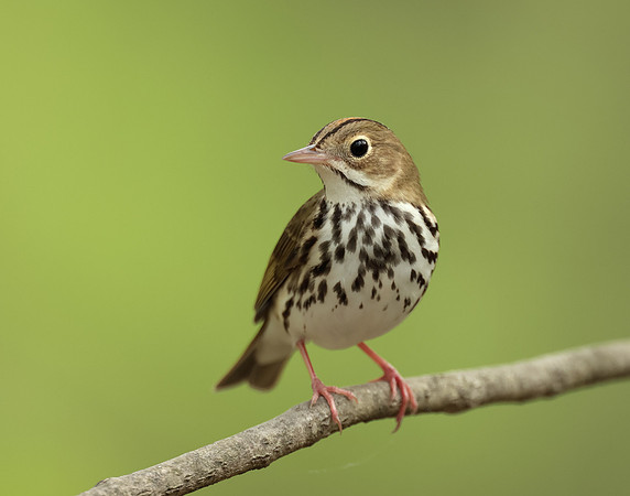 Ovenbird Seiurus aurocapilla