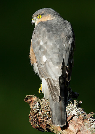 Sparrowhawk Accipiter nisus